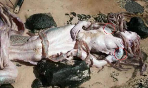 活的美人鱼真身图片很美丽