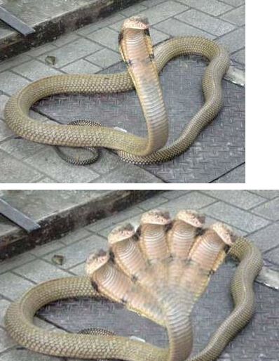 五头蛇有毒吗
