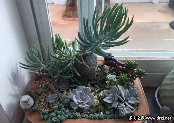 1000种多肉植物图鉴