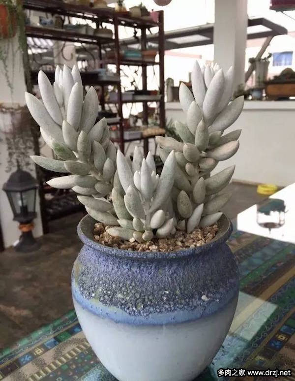 1000种多肉植物图鉴